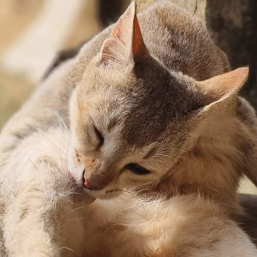 Photo #11947818