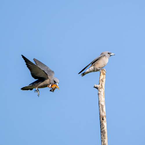 Ashy woodswallow catch butterfly
