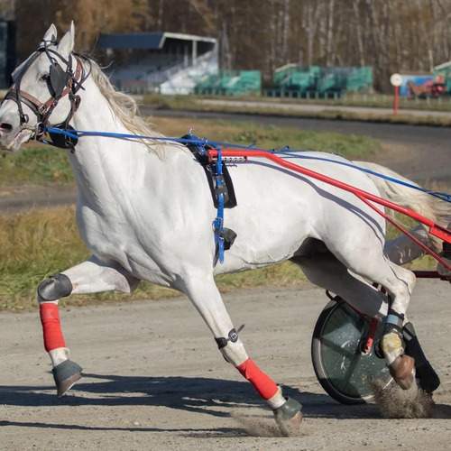 Photo #11948311