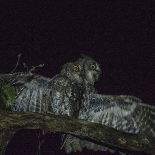 Rinjani Scope-Owl Bird are Get Mating