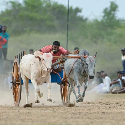 Bullock cart racing