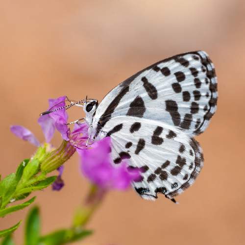 Common Pierrot