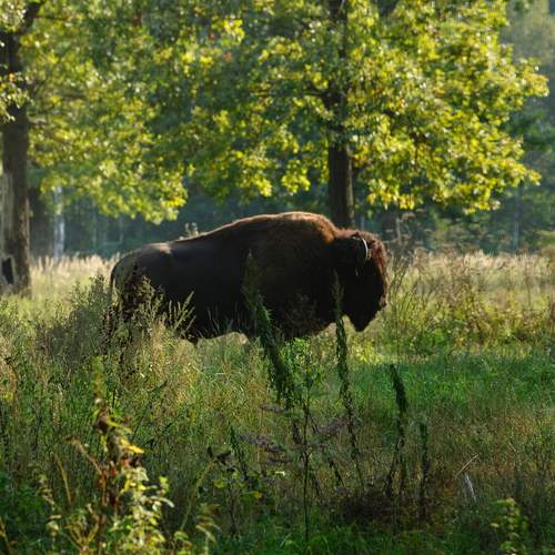 Photo #11949248