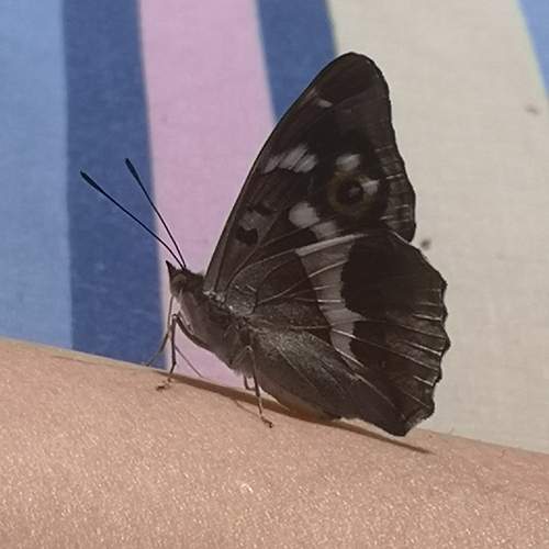 Photo #11949410