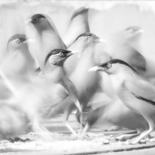 Motion in Black and white