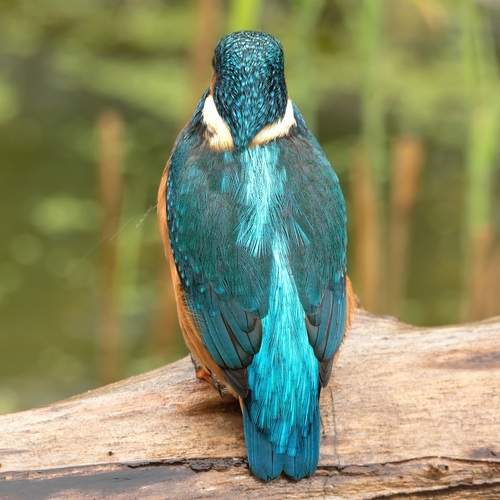 The closeup on Kingfisher