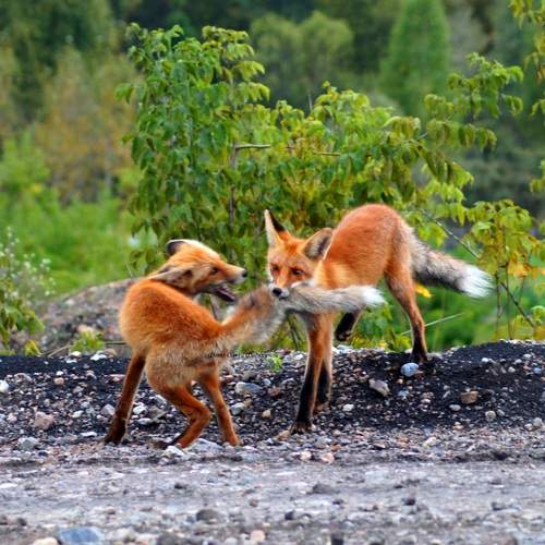 Photo #11949655