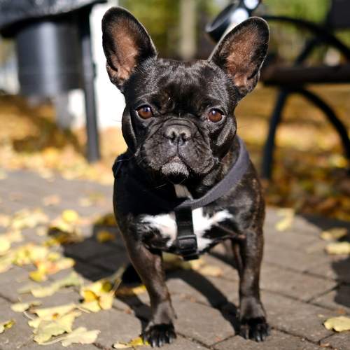 Photo #11949662