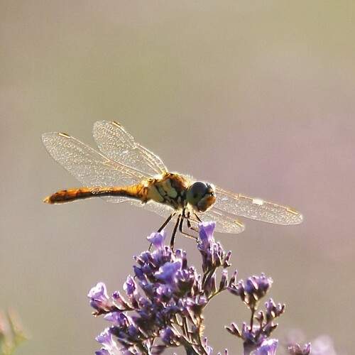Photo #11949832