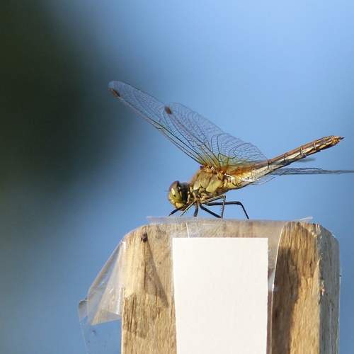 Photo #11949833