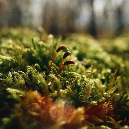 Moss