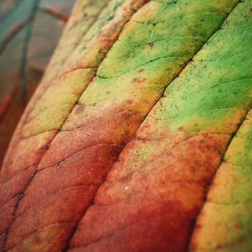 Color