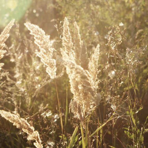 sunlight