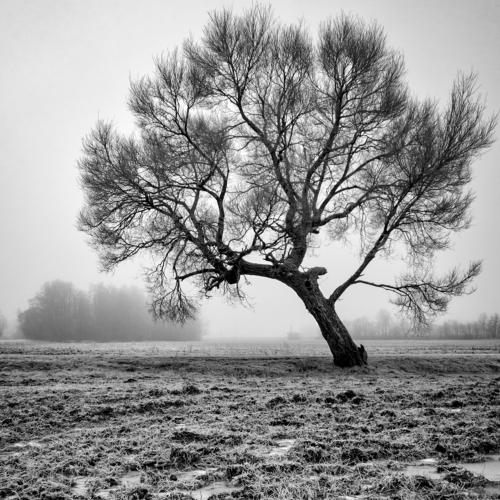 Frosty morning