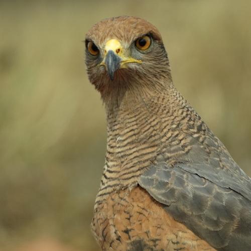 Heterospizias meridionalis - Gavião-caboclo