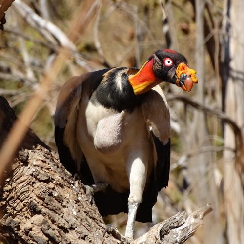 Sarcoramphus papa - Urubu-rei (King vulture)