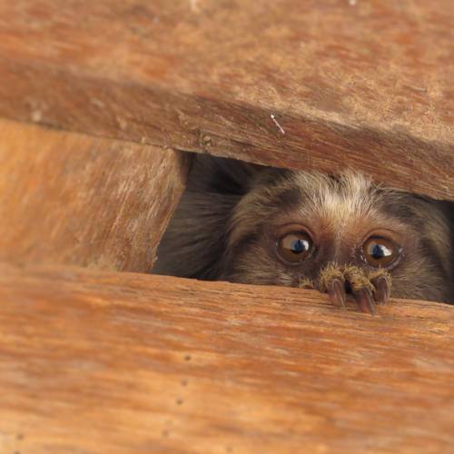 Juvenil Marmoset Looking around