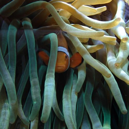 Red Clownfish trying to hide from visitants