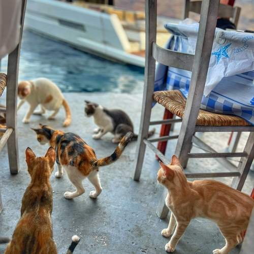 Photo #11950582