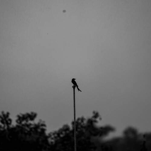 Photo #11951100