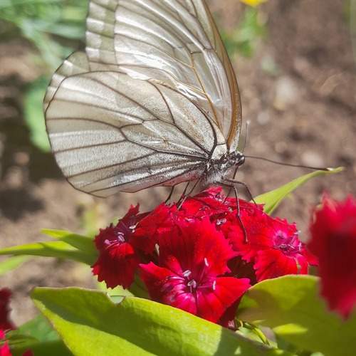 Photo #11951136