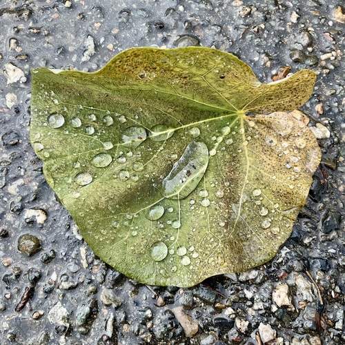 Photo #11951252