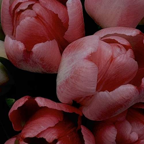 Photo #11951254