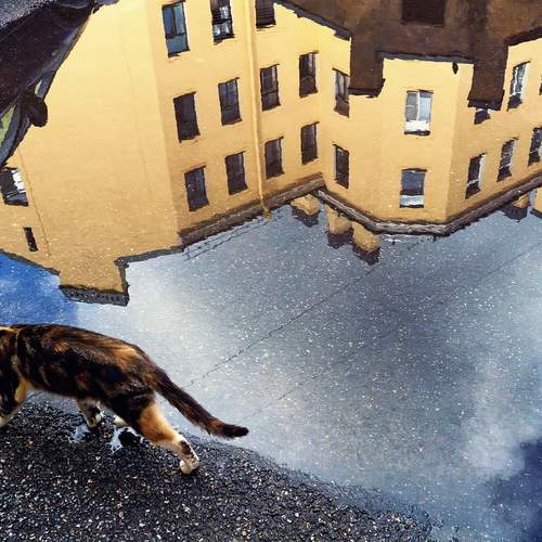 Photo #11951765