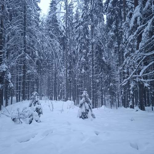 Photo #11952334