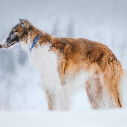 Русский псовый борзой Зевс