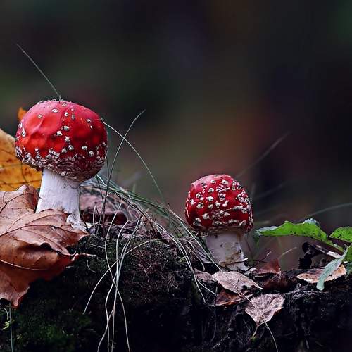Fly agaric or Amanita:  Мухомор, или аманита порядка агариковых