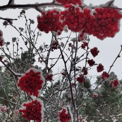 Осенний снег