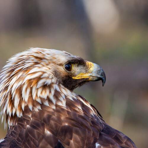 Photo #11954355