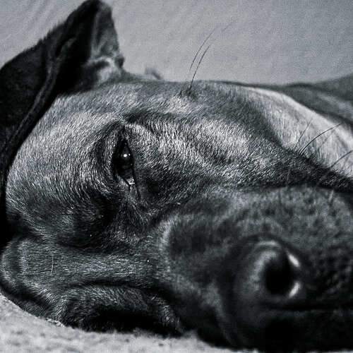 Photo #11954938