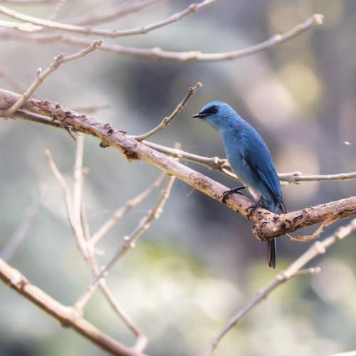 The Blue Story