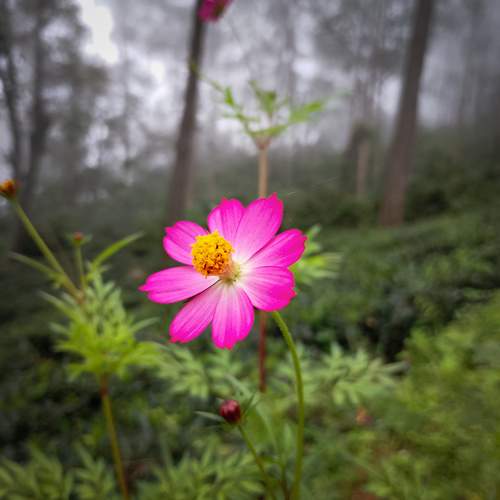 Mobile photo