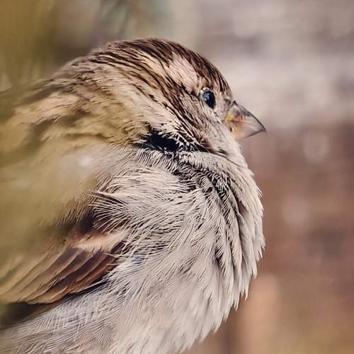 Photo #11955293