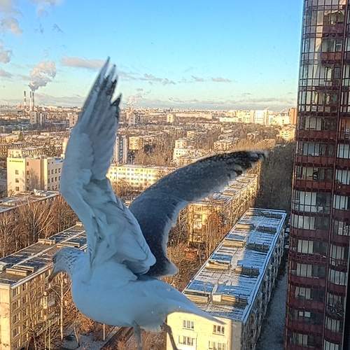 Гостья