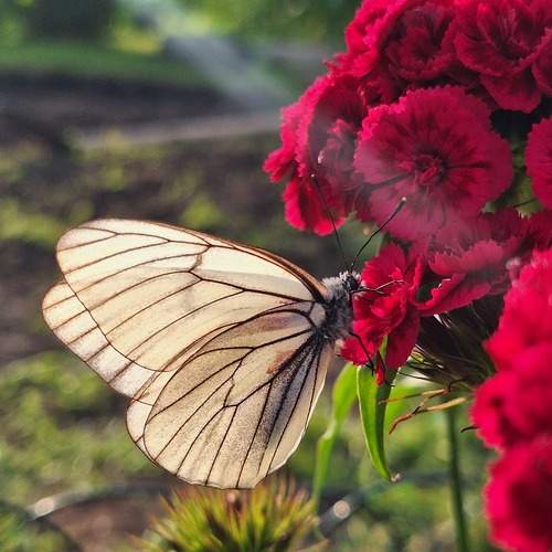 Photo #11955928