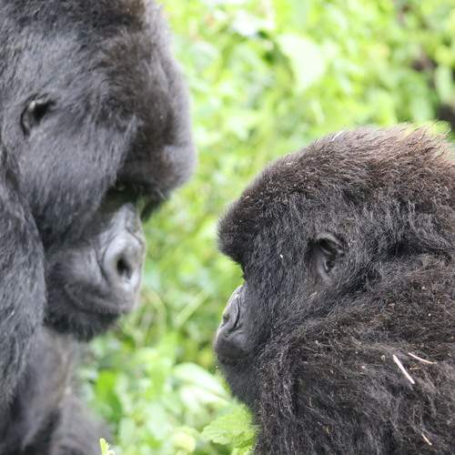 Photo #11956463