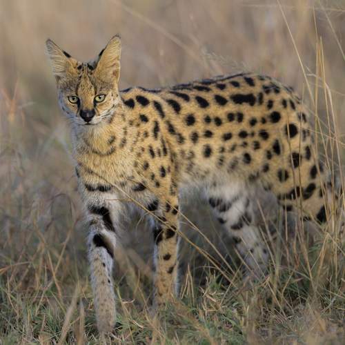 Photo #11958385