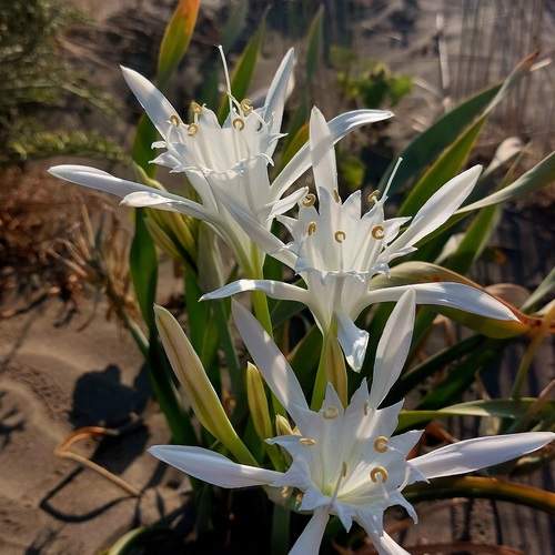 Pancratium maritium