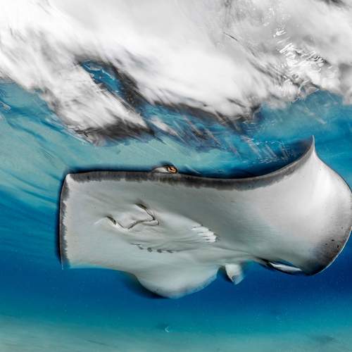 Grace Beneath the Waves