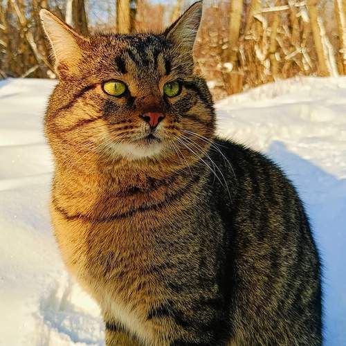 Photo #11960268