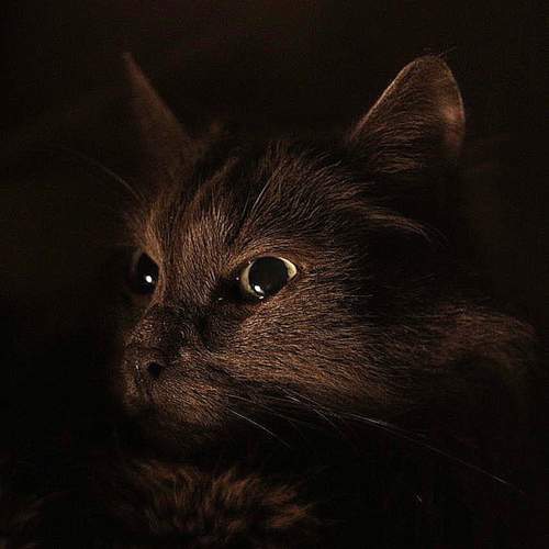 Photo #11961107