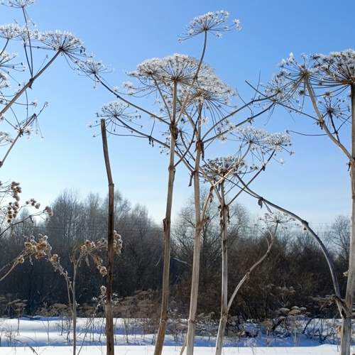 Photo #11961265
