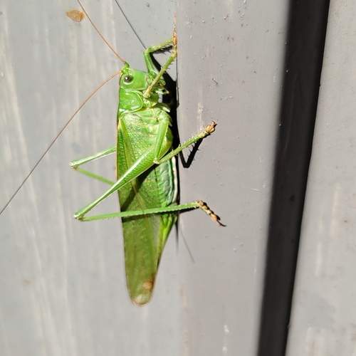 Photo #11961379