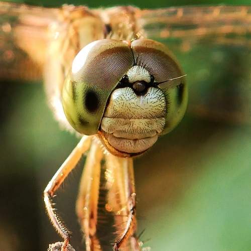 Photo #11961429