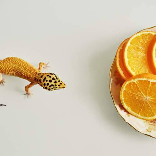 Photo #11962042