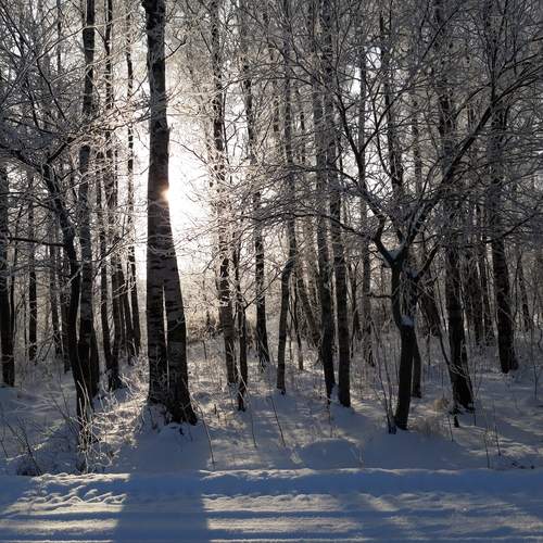 Photo #11962788
